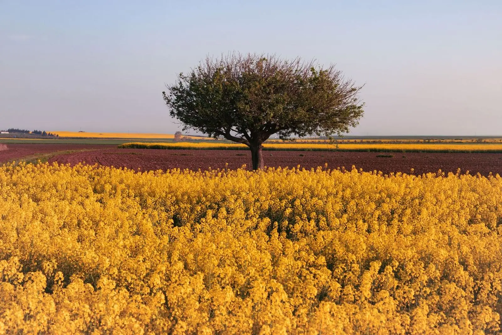 Canola field at sunset on farmland near Calgary