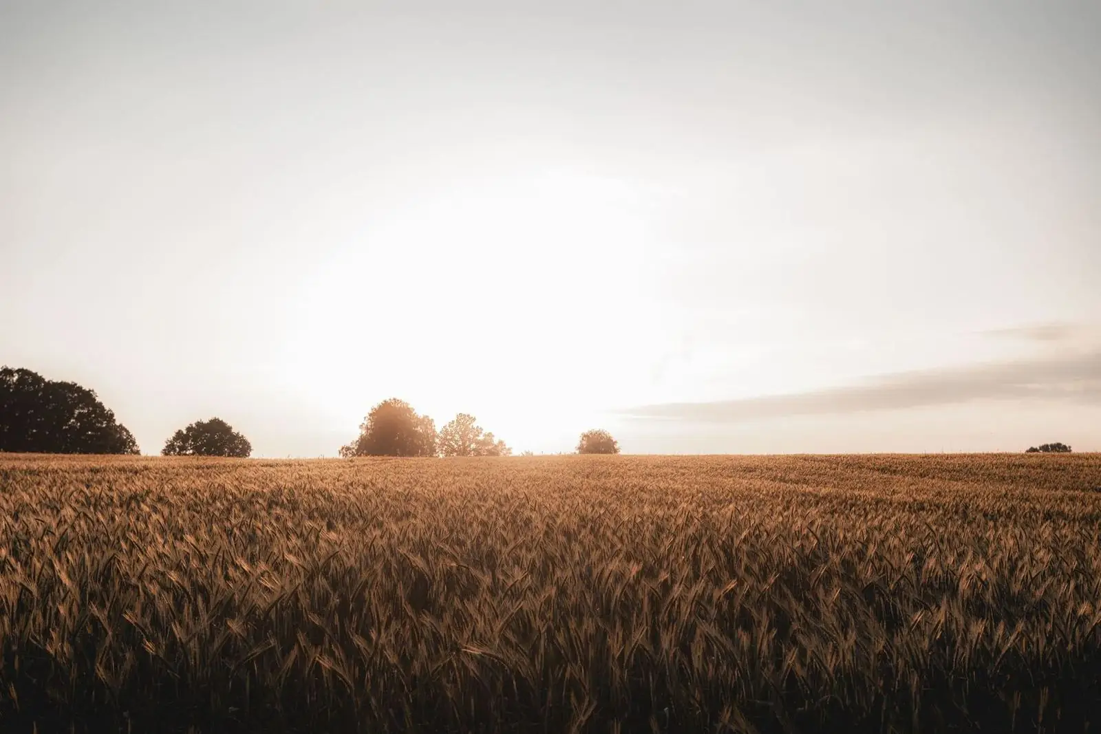 Wheat field near Calgary